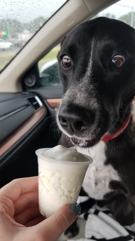 Entry image for Duke. Clicking this image will show a larger photo