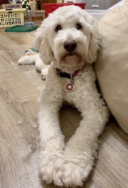 Entry image for Shandy. Clicking this image will show a larger photo