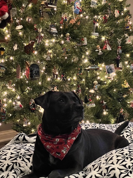 Entry image for Rae Rae. Clicking this image will show a larger photo