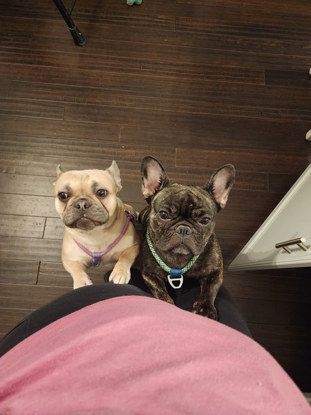 Entry image for Gabi and Xena. Clicking this image will show a larger photo