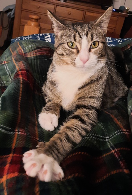 Entry image for Reacher (FKA Stitch). Clicking this image will show a larger photo