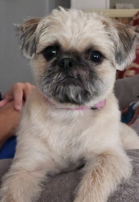 Entry image for Sassy. Clicking this image will show a larger photo