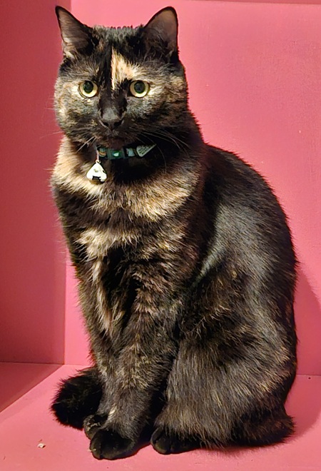 Entry image for Nagi. Clicking this image will show a larger photo