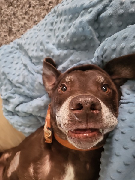 Entry image for Ollie. Clicking this image will show a larger photo