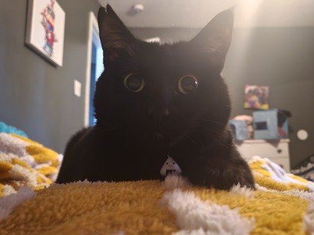 Entry image for Petunia. Clicking this image will show a larger photo