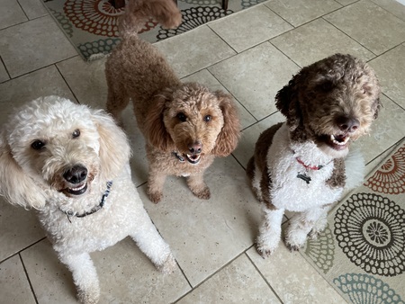 Entry image for Tucker, Piper and Jasper. Clicking this image will show a larger photo