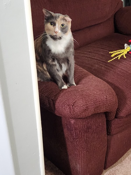 Entry image for Cali. Clicking this image will show a larger photo