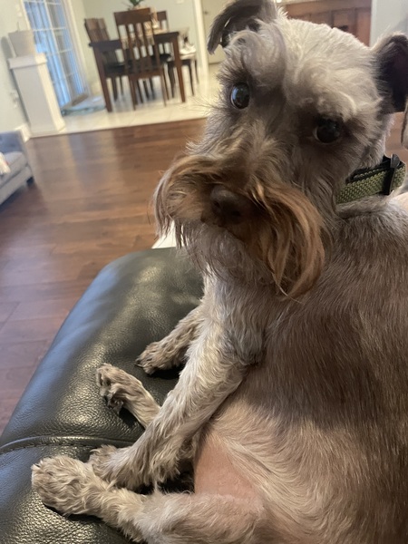 Entry image for Bear . Clicking this image will show a larger photo