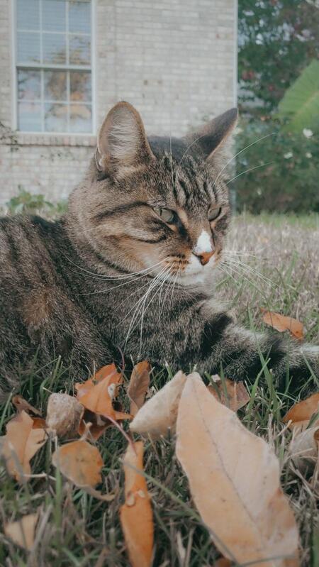 Entry image for Rufus. Clicking this image will show a larger photo