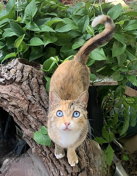 Entry image for Ava. Clicking this image will show a larger photo