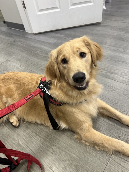 Entry image for Marshall . Clicking this image will show a larger photo