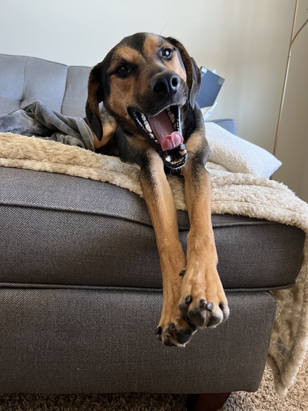 Entry image for Leo. Clicking this image will show a larger photo