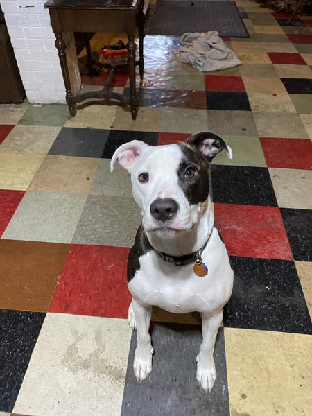 Otto