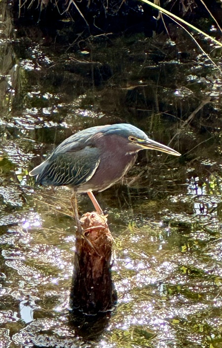 Green Heron on Alert