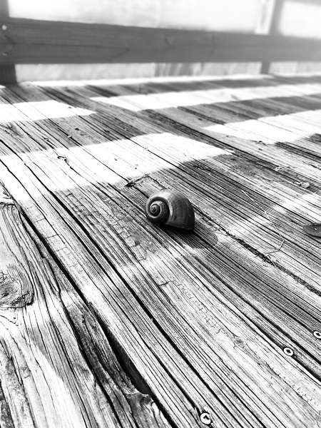 A Snail-Paced Morning