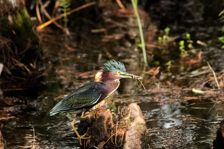 Green Heron snacking pose