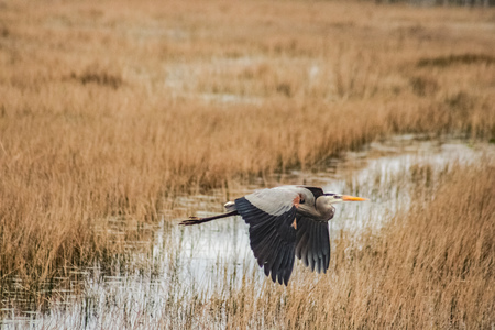 Great Blue Heron - casual flight