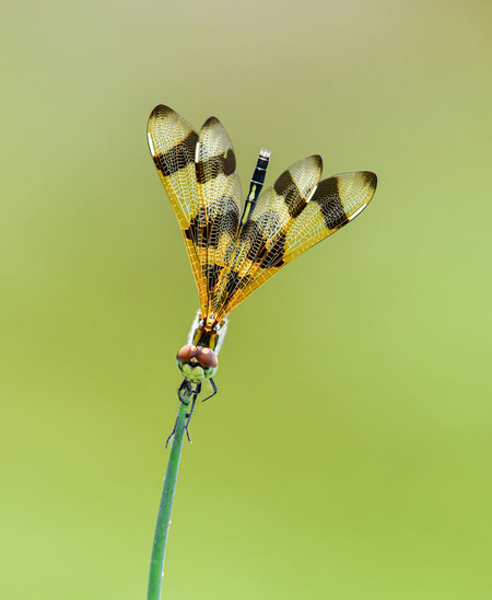 A Unique Flower