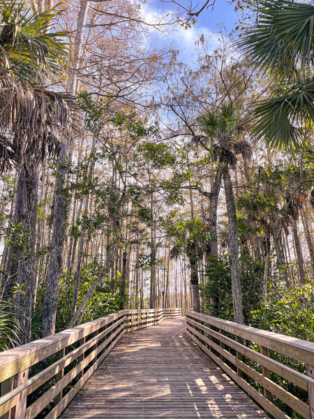 Boardwalk towards God's creation 