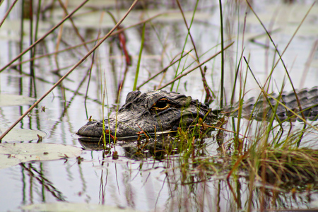 See you later, alligator. 