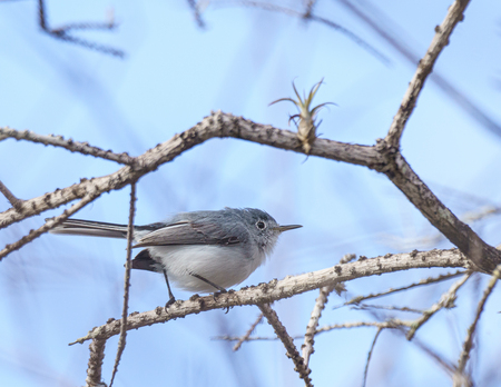 Gnatcatcher 