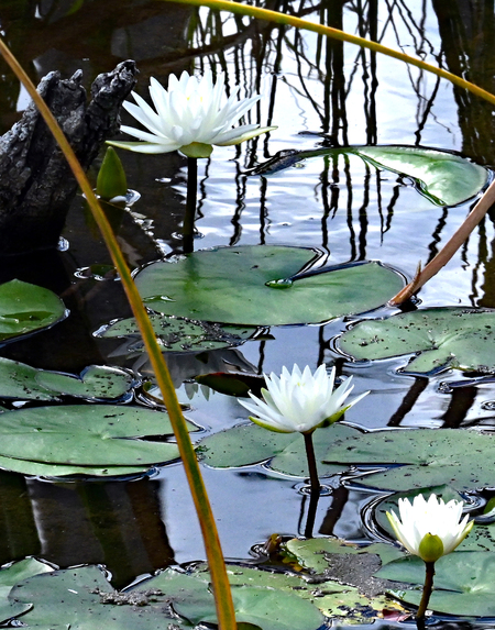 Water Lilies in Bloom