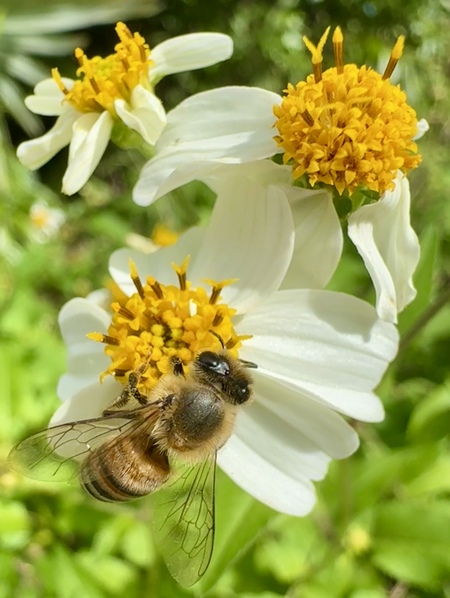 Bee