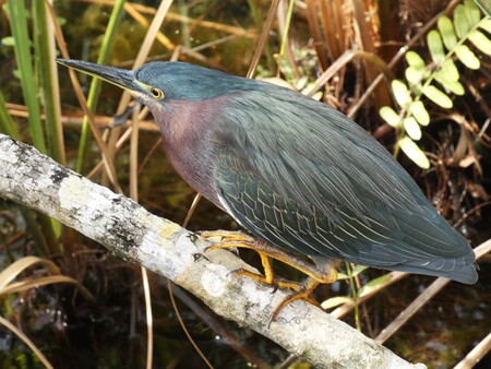 Green Heron on the hunt