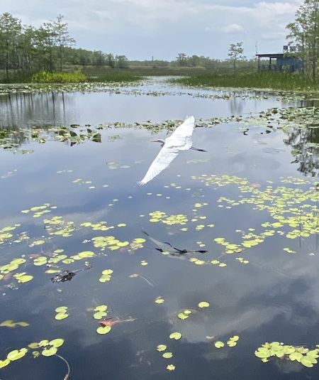 Sitting, waiting, wishing (alligator)