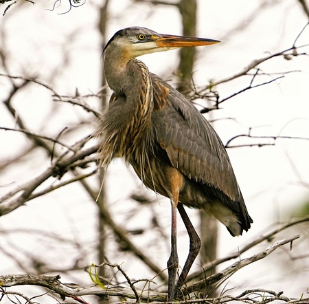 Heron on Morning Lookout
