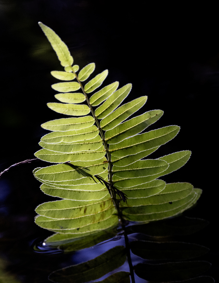 Fern and Away