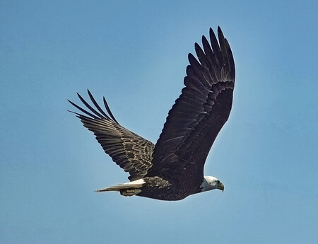 Grassy Waters Eagle foraging for food for newborns waiting impatiently in nest