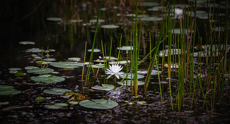Lilies In The Dark
