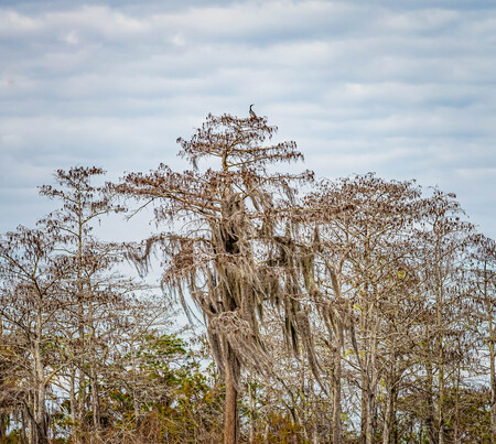 High On A Treetop