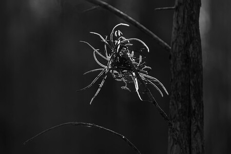 B&W Backlit Glow