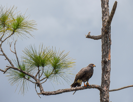 Snail Kite and snail