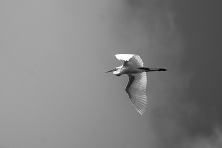 Great Egret