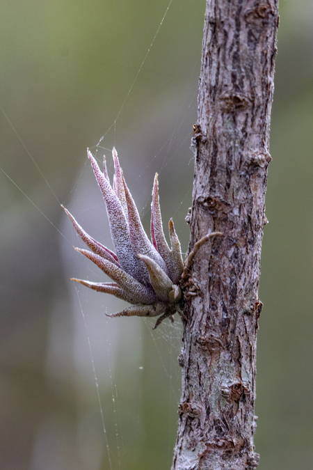 Baby Airplant