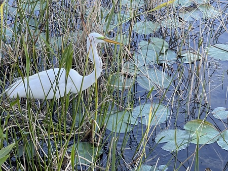 Queen of the Marsh