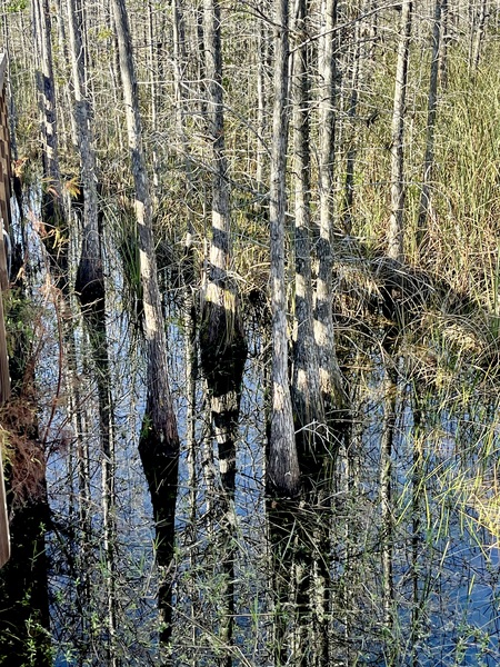 Zebra Shadows