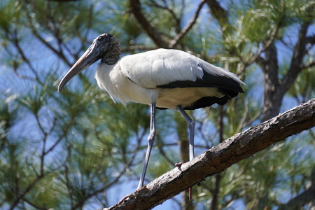 Wood Stork