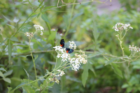 Tiny Atala