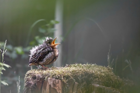 Screaming Chick