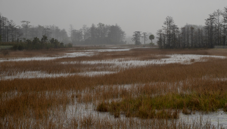 Grassy Waters in the Rain