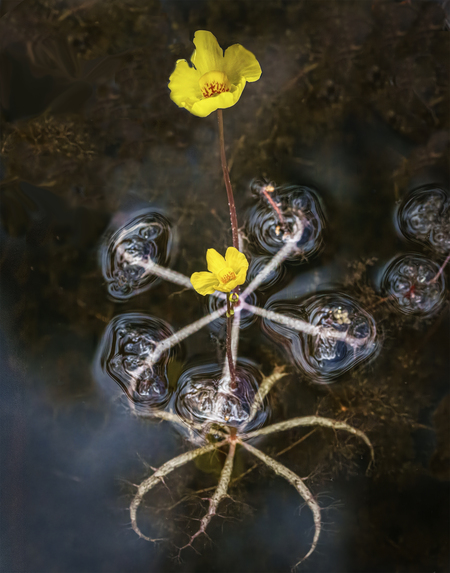 Bladderwort Beauty