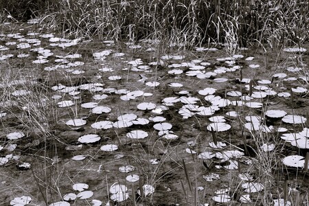 Floating Along