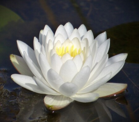 Water Lilly