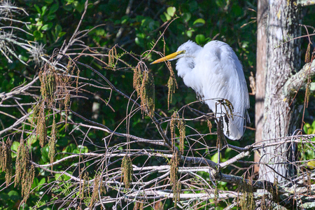 Snowbird