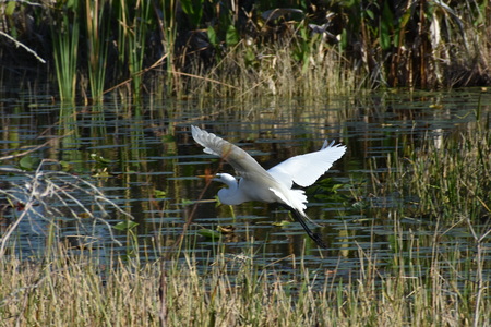 Flying Away