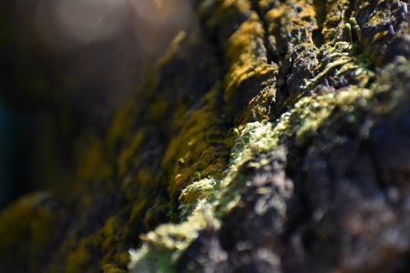 Mossy Ridges